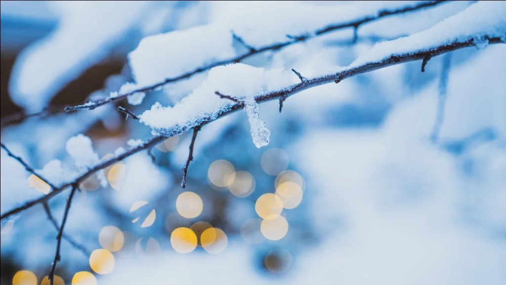 un arbre recouvert de neige 