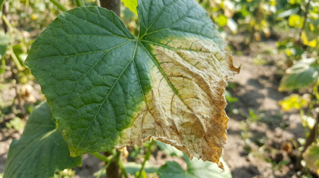Feuille de concombre montrant un dessèchement progressif, du vert éclatant au brun jauni et craquelé.